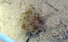 Tube Dwelling Anemone - Ceriantharia sp.