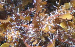 Unbranched Hydroid