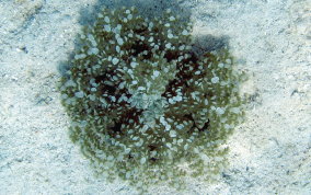 Upsidedown Jellyfish - Cassiopia frondosa 