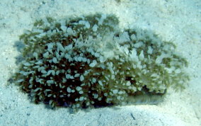 Upsidedown Jellyfish - Cassiopia frondosa 