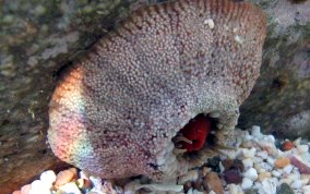 Red Warty Sea Anemone - Bunodosoma granulifera 