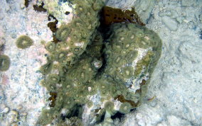 St. Thomas False Coral Corallomorph - Discosoma sanctithomae