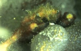 Banded Clinging Crab - Mithrax cinctimanus - USVI Caribbean