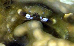 Banded Clinging Crab - Mithrax cinctimanus - USVI Caribbean