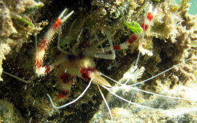 Banded Coral Shrimp - Stenopus hispidus