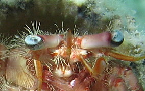 Bareye Hermit Crab - Dardanus focosus
