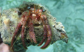 Bareye Hermit Crab