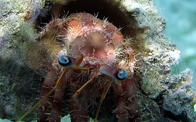 Bareye Hermit Crab - Dardanus focosus