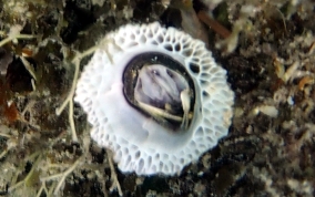 Sessile Barnacle - Subclass Cirripedia