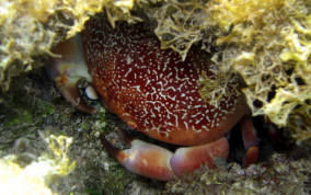 Batwing Coral Crab - Carpilius corallinus