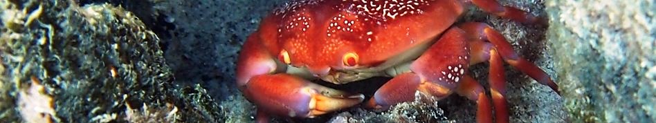 Batwing Coral Crab - Carpilius corallinus