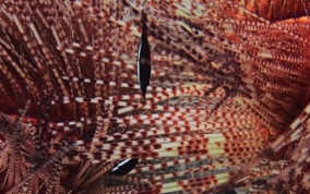 Black Urchin Shrimp - Tuleariocaris neglecta