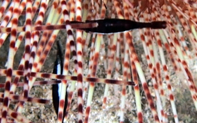 Black Urchin Shrimp - Tuleariocaris neglecta