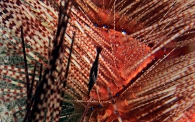 Black Urchin Shrimp - Tuleariocaris neglecta