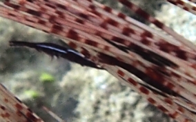 Black Urchin Shrimp - Tuleariocaris neglecta