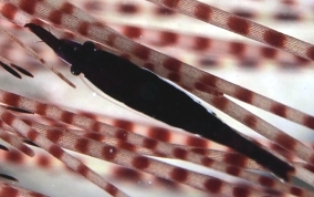 Black Urchin Shrimp - Tuleariocaris neglecta