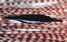 Black Urchin Shrimp - Tuleariocaris neglecta