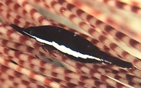 Black Urchin Shrimp - Tuleariocaris neglecta