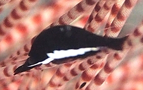 Black Urchin Shrimp - Tuleariocaris neglecta
