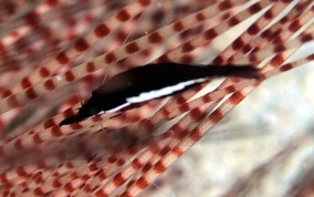Black Urchin Shrimp - Tuleariocaris neglecta