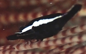 Black Urchin Shrimp - Tuleariocaris neglecta