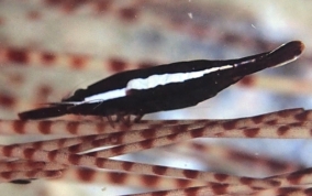 Black Urchin Shrimp - Tuleariocaris neglecta