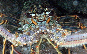 Caribbean Spiny Lobster - Panulirus argus 