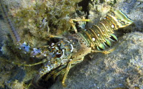 Caribbean Lobster