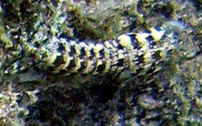 Ciliated False Squilla - Pseudosquilla ciliate 