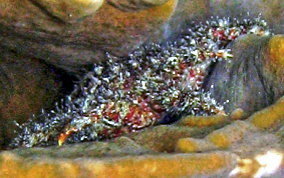 Paved Clinging Crab - Mithrax verrucosus