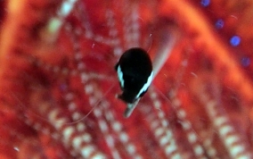 Commensal Urchin Shrimp - Stegopontonia commensalis