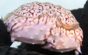 Flame Box Crab - Calappa flammea