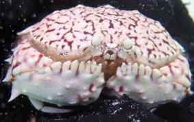 Flame Box Crab - Calappa flammea