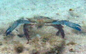 Blue Crab