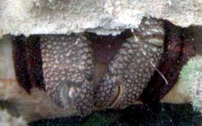 Giant Hermit Crab - Petrochirus diogenes 