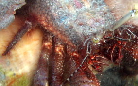 Giant Hermit Crab - Petrochirus diogenes 
