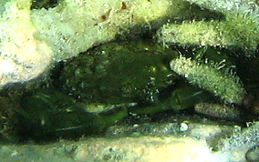 Green Clinging Crab -  Mithrax sculptus
