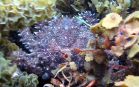 Hairy Clinging Crab - Mithrax pilosus