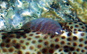 Isopod - Anilocra spp. / Renocila spp.