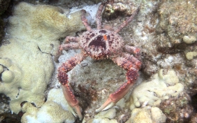 Channel Clinging King Crab   - Mithrax spinosissimus