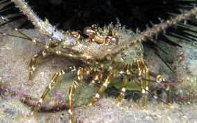 Caribbean Spiny Lobster-Juvenile - Panulirus argus 