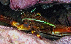 Nimble Spray Crab - Percnon gibbesi