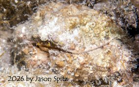 Nodose Rubble Crab - Paractaea rufopunctata