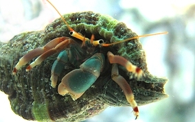 Orange Claw Hermit Crab - Calcinus tibicen