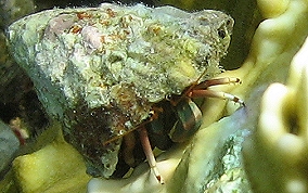 Orange Claw Hermit Crab - Calcinus tibicen