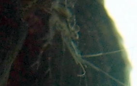 Transparent Prawn (Shrimp) - Palaemon sp.
