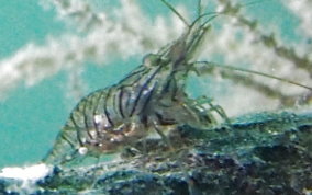 Transparent Prawn (Shrimp) - Palaemon sp.