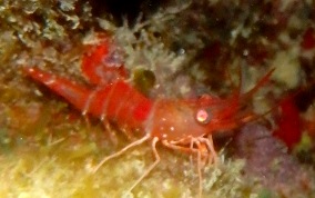 Red Night Shrimp - Cinetorhynchus manningi