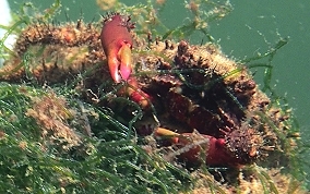 Red Ridge Clining or Yellow Coral Crab - Mithrax forceps