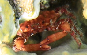 Red Ridge Clining or Yellow Coral Crab - Mithrax forceps